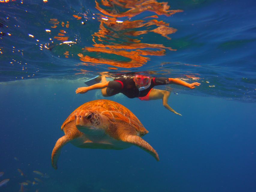 Tenerife: Snorkel with Turtles - Gear included: wetsuit, mask, snorkel, fins (and how to use it well)