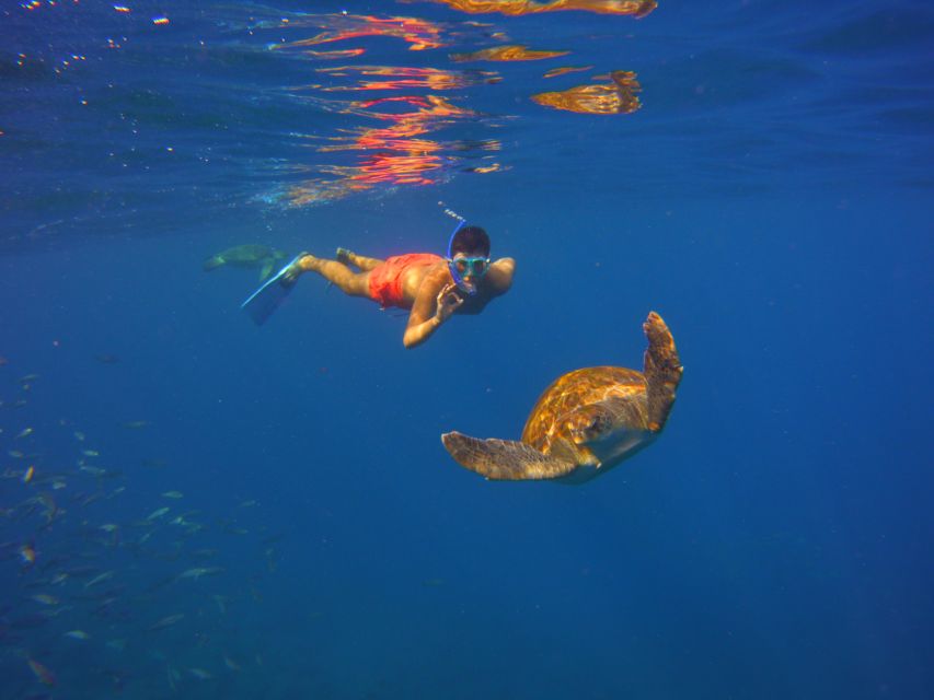 Tenerife: Snorkel with Turtles - Photos included: great memory, but manage your expectations