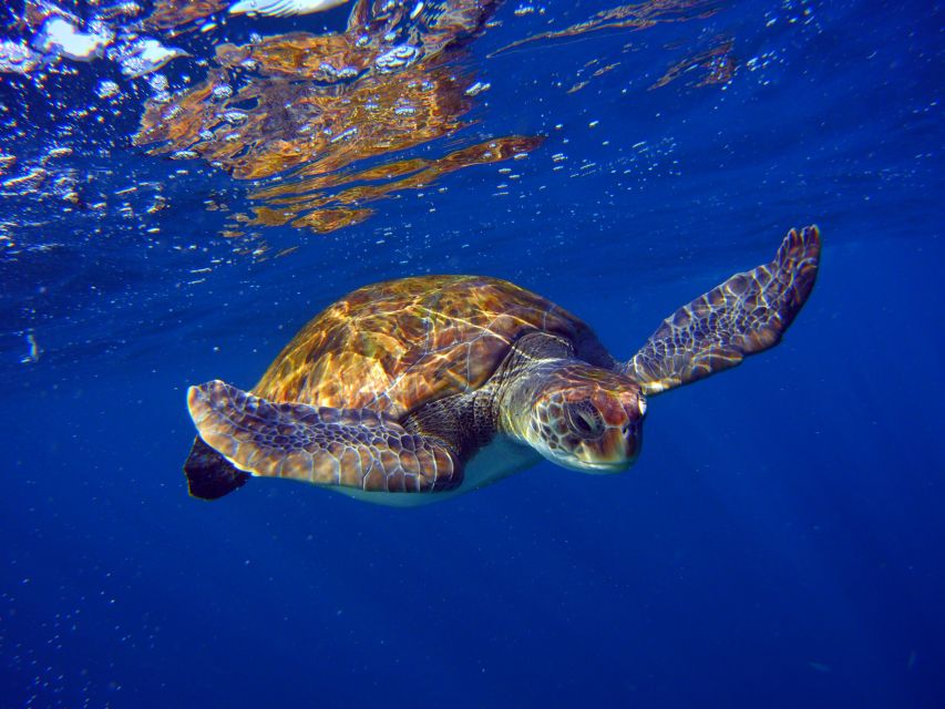 Tenerife: Snorkel with Turtles - Marina del Sur meet-up: arriving 20 minutes early pays off