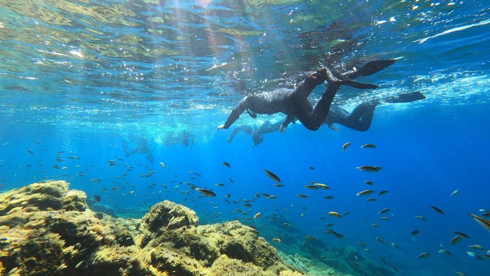Tenerife: Snorkeling Tour in a Marine Protected Area - Spotting Turtles, Corals, and Fish Without Forcing It