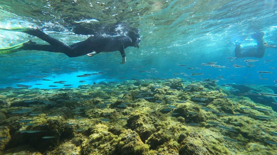 Tenerife: Snorkeling Tour in a Marine Protected Area - Meeting Point and Check-In: The Small Stuff That Saves Time