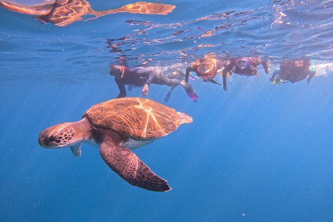 Tenerife Snorkeling Tour in turtle habitat - Key things I’d bet on with this tour