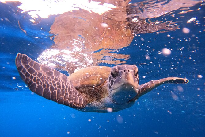 Tenerife Snorkeling Tour in turtle habitat - Gear, Briefing, and Small-Group Rhythm: Why This Feels Manageable