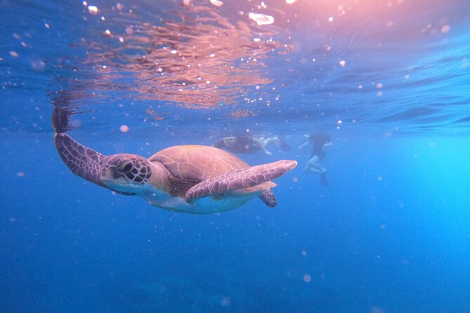 Tenerife Snorkeling Tour in turtle habitat - El Palm-Mar Snorkeling: The Turtle-Spotting Window