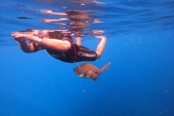 Tenerife Snorkeling Tour in turtle habitat - Dolphins on the Boat: A Bonus Scouting Pass Near Fishermen’s Farms