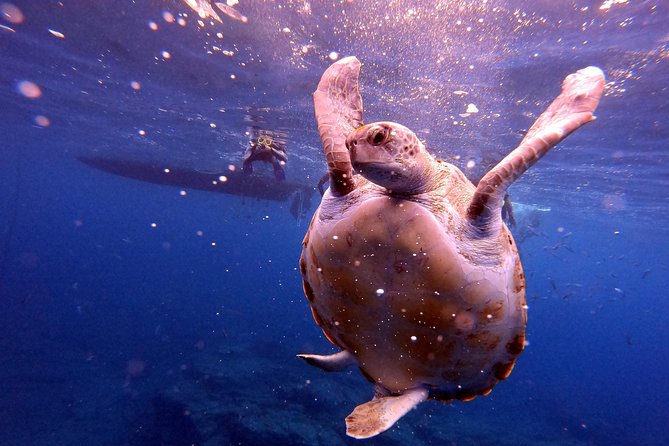 Tenerife Snorkeling Tour in turtle habitat - Getting Back to Shore: Shower Time, Terrace Relaxing, and Photo Options