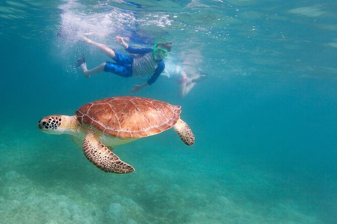 Tenerife Snorkeling Tour in turtle habitat - Comfort and Safety Notes: Seasickness, Bags, and Getting Into the Water
