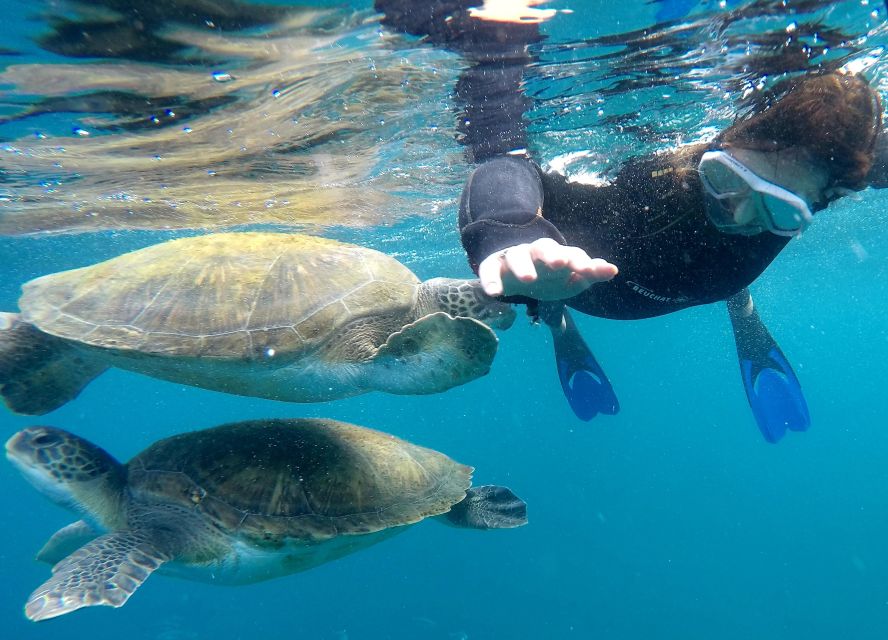 Tenerife: Snorkeling Trip in a Turtle Habitat - How the two-hour turtle-habitat safari actually runs