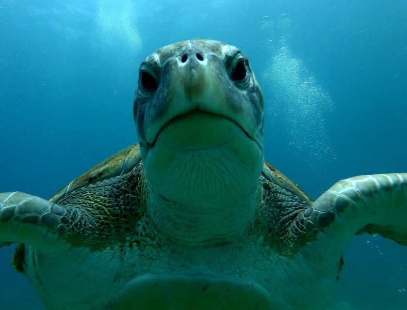 Tenerife: Snorkeling Trip in a Turtle Habitat - FAQ