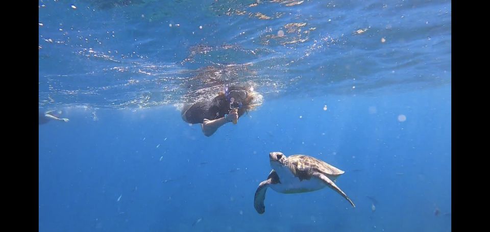 Tenerife: Snorkeling Trip in a Turtle Habitat - Getting to the water at Travel Sub Dive Centre in Puerto Colón