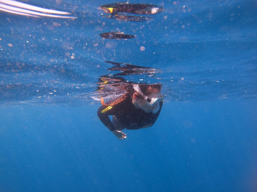 Tenerife: Snorkeling Trip in a Turtle Habitat - Price and value: does $41 really make sense?