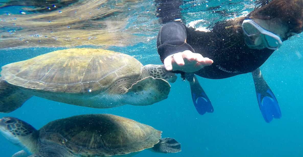 Tenerife: Snorkeling Trip in a Turtle Habitat - That speedboat ride: Tenerife’s coast from the Atlantic