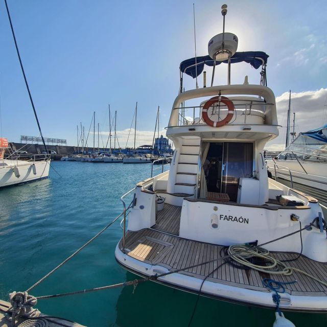 Tenerife south: safari with luxury boat , animals encounters - Why a luxury boat safari in Tenerife south feels worth it