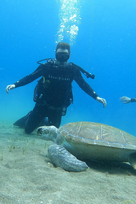 Tenerife south: Scuba Dive for beginners in Adeje - 45 minutes underwater: what you’ll likely see and feel