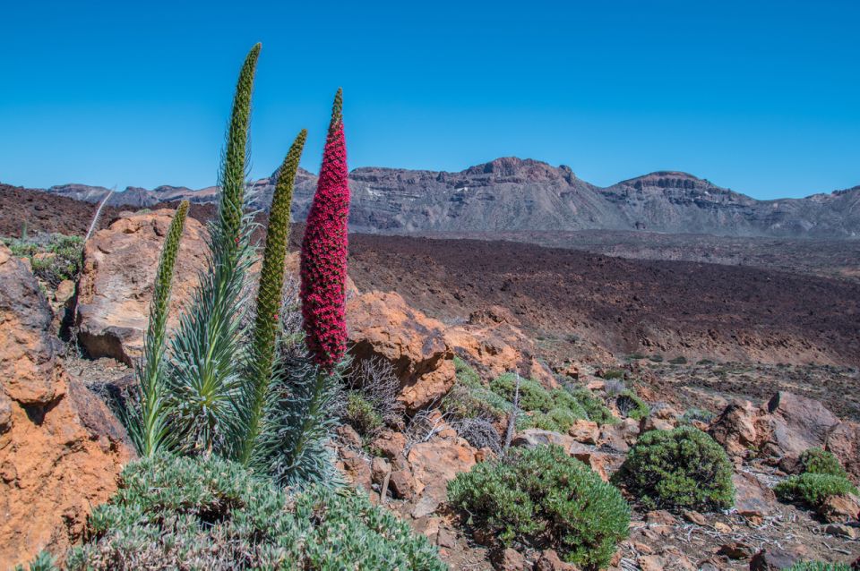 Tenerife: Teide and Las Cañadas Half-Day Tour - How long it really takes (and how to plan your afternoon)