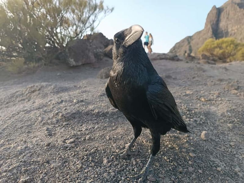 Tenerife: Teide, Masca, Garachico, and Sunset Exclusive Tour - Miradors After Garachico: Quick Photo Stops That Pay Off