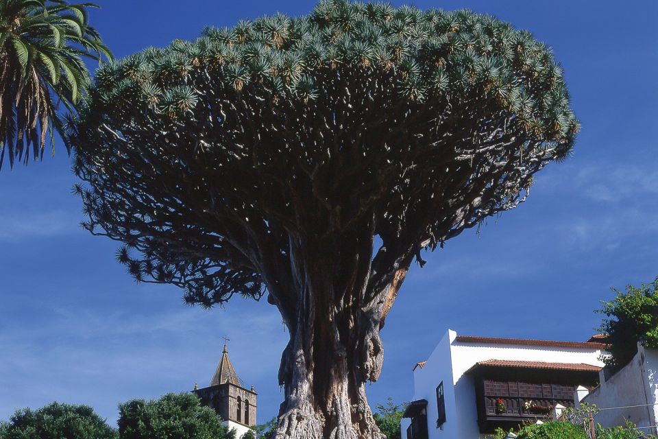 Tenerife: Teide National Park Full-Day Tour with Pickup - Key highlights in plain terms