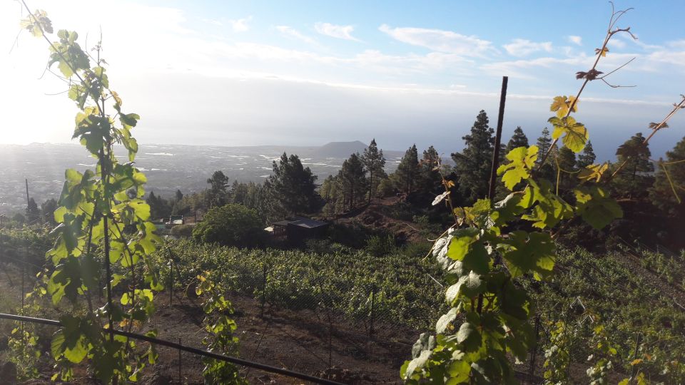 Tenerife: Tour of an Organic Vineyard with Tasting & Snacks - Organic Wine on Tenerife’s Volcanic Vine Ground