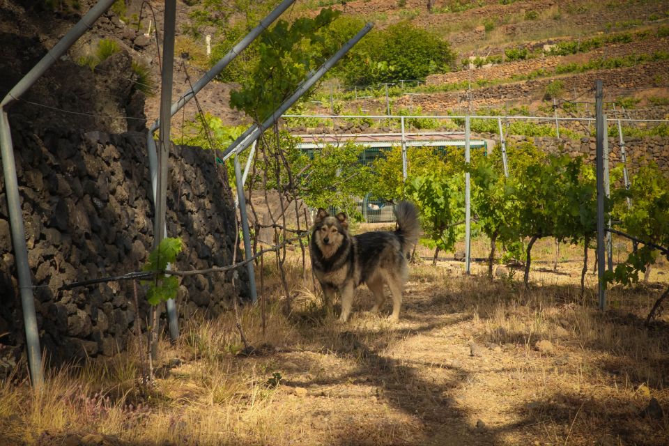 Tenerife: Tour of an Organic Vineyard with Tasting & Snacks - Walking Stops Where Old Vines and Winemaking Meet