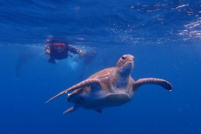 Tenerife: Turtle & Dolphin Kayak Tour with Snorkel & Wetsuit - Gear matters here: wetsuit, life vest, snorkeling kit, and dry buckets