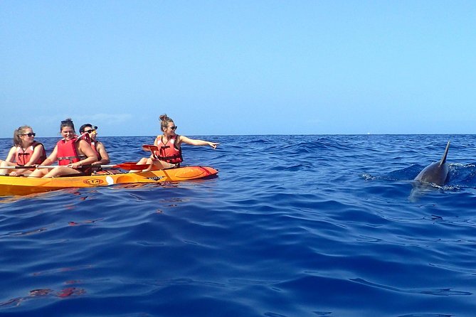 Tenerife: Turtle & Dolphin Kayak Tour with Snorkel & Wetsuit - Wildlife expectations: dolphins, turtles, and the reality of being at sea