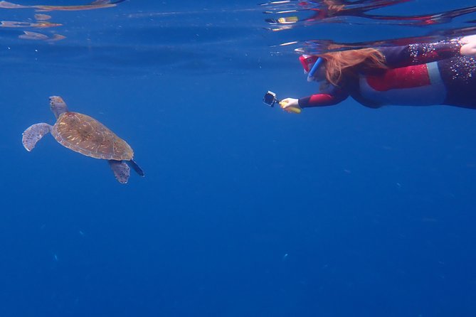Tenerife: Turtle & Dolphin Kayak Tour with Snorkel & Wetsuit - Price and value: is $42.33 a good deal?