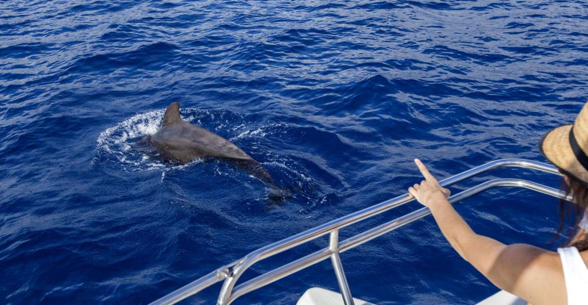 Tenerife: Whale and Dolphin Watching Tour by Sailboat - Key things I’d zero in on