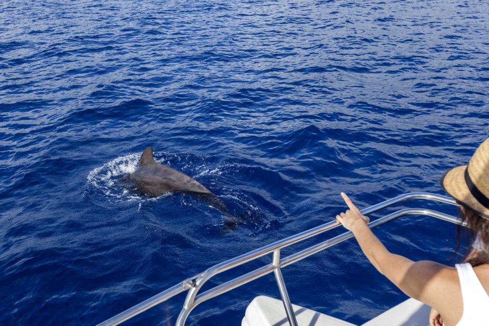 Tenerife: Whale and Dolphin Watching Tour by Sailboat - What You’re Really Looking For: Whales, Dolphins, and Species Variety