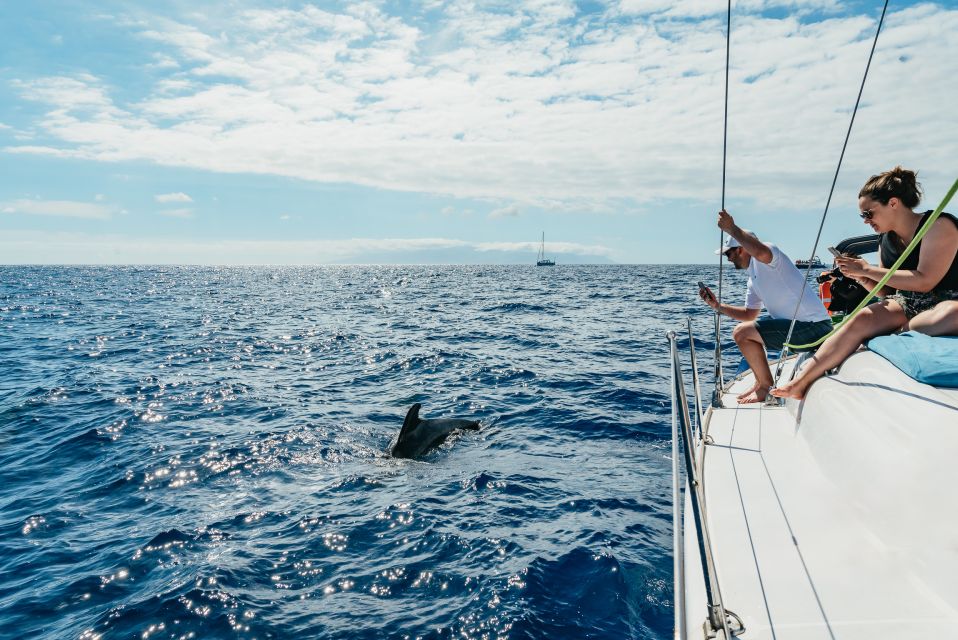 Tenerife: Whale & Dolphin Watching with Drinks and Snacks - Southern Tenerife by yacht: what you’re really paying for