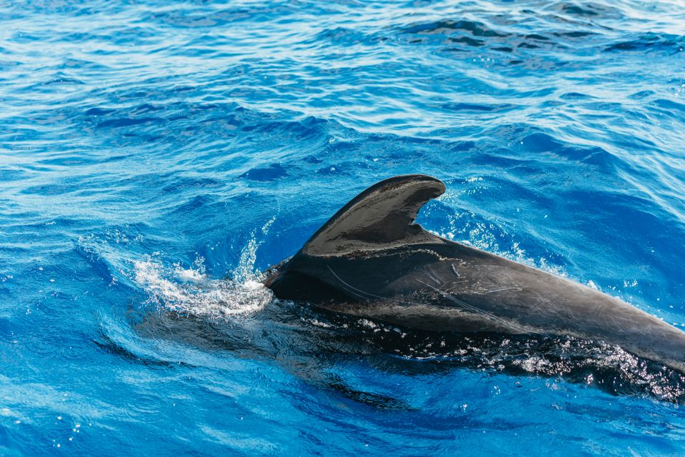Tenerife: Whale & Dolphin Watching with Drinks and Snacks - 3 hours at sea: how you find dolphins and pilot whales