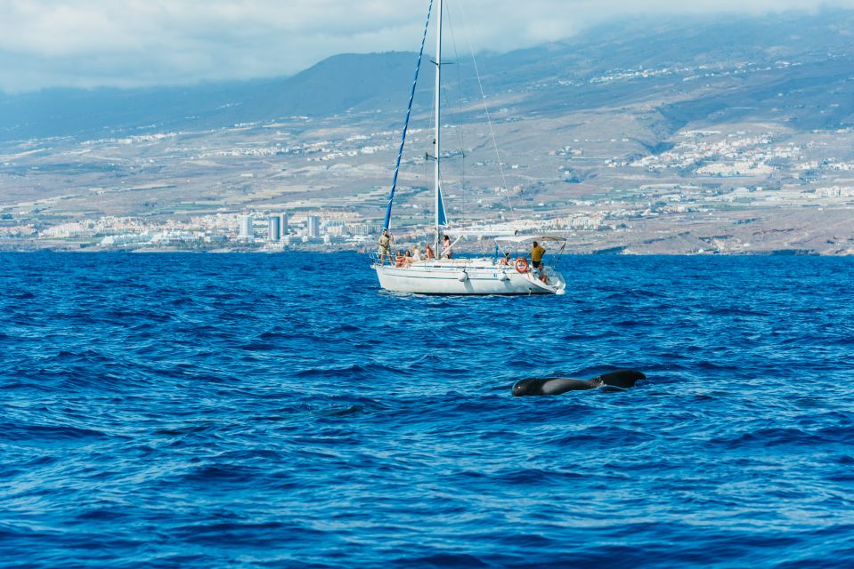 Tenerife: Whale & Dolphin Watching with Drinks and Snacks - Conservation-area viewing: the respect-first approach that changes the vibe
