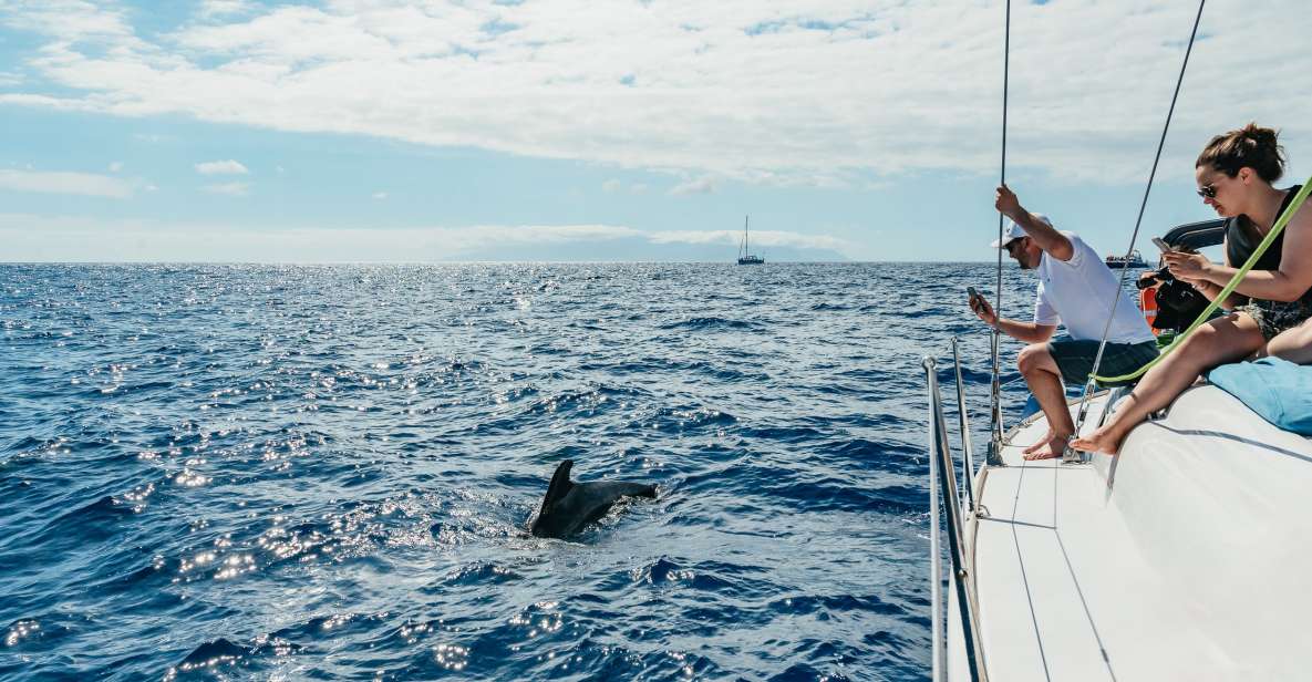 Tenerife: Whale & Dolphin Watching with Drinks and Snacks - Meet at Pantalan Nº4: logistics that affect your day