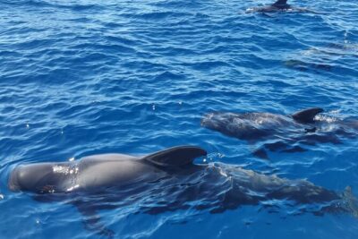 Tenerife Whale Watching and Snorkeling Yacht Trip - The Daytime Cruise Vibe: Sunbathing, Atlantic Views, and Real “Water Time”
