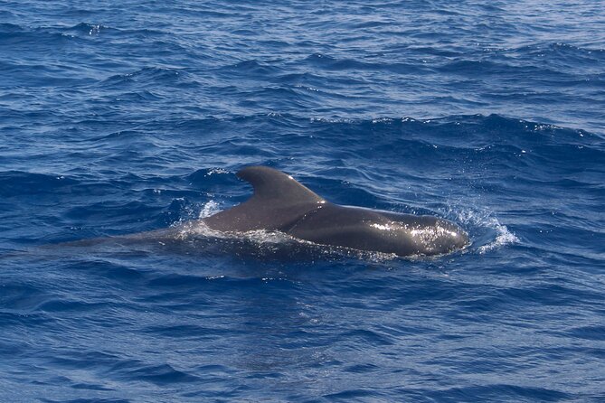 Tenerife Whale Watching and Snorkeling Yacht Trip - The real considerations: sea conditions, shorter snorkel stops, and other passengers