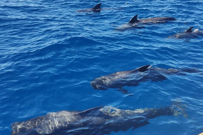 Tenerife Whale Watching and Snorkeling Yacht Trip - My take: should you book the Tenerife whale watching and snorkeling trip?