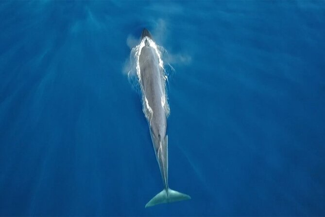 Tenerife Whales and Dolphins Watching Experience in Catamaran - Key things I’d watch for before you go