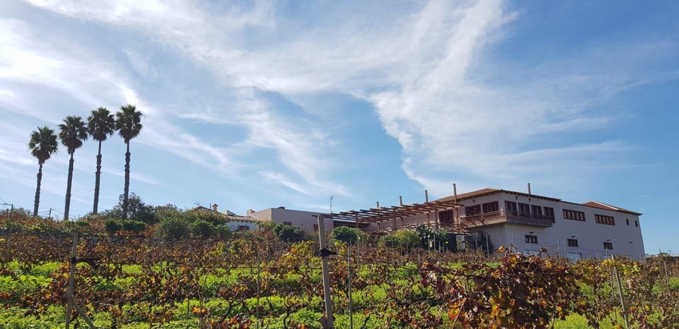 Tenerife Wine: Guided Tour & Tasting with Canarian bites - Key highlights at Bodega El Lomo (Tegueste)