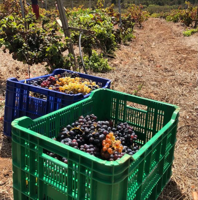 Tenerife Wine: Guided Tour & Tasting with Canarian bites - Price and value: why $25 can feel fair