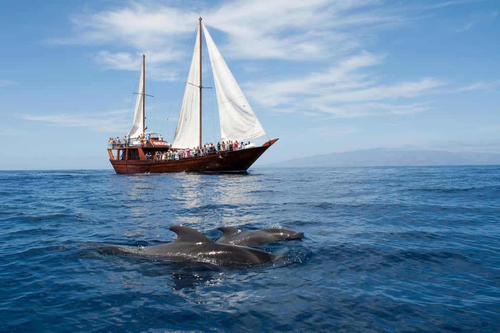 Tenerife:Respectful Whale Watching, Pirate Ship, & Swim - Key points before you go