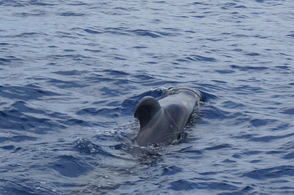 Tenerife:Respectful Whale Watching, Pirate Ship, & Swim - Who Should Book This Tenerife Whale Cruise