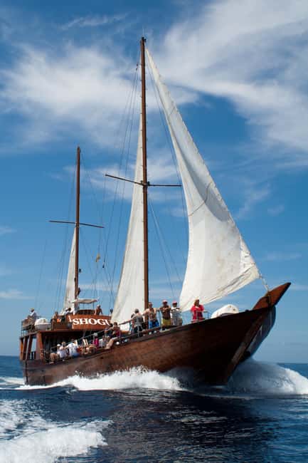 Tenerife:Respectful Whale Watching, Pirate Ship, & Swim - Price and Value: Why $17 Can Feel Like a Good Deal