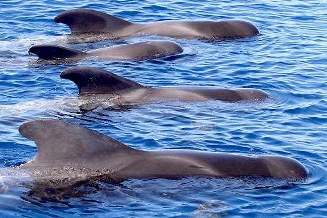 The Worlds Largest RIB luxury 3hrs including lunch and drinks - Whale-and-dolphin spotting from Puerto Colón, the easy way
