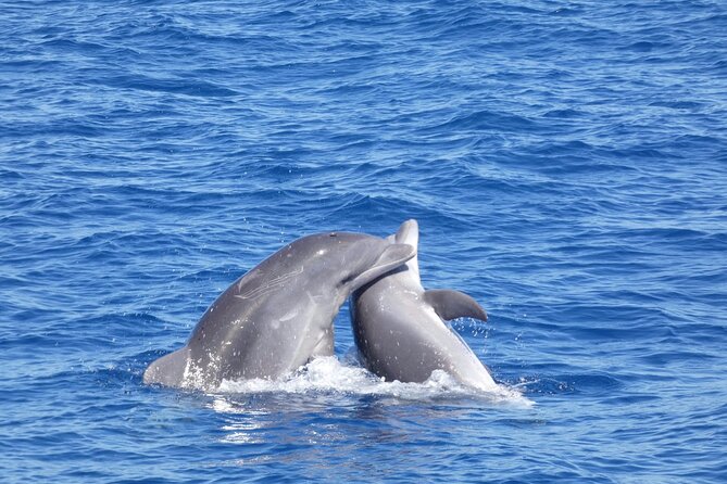 Tour with Whale and Dolphin Watching plus food included - The Spaghetti Beach stop: Diego Hernández Bay swim reality check