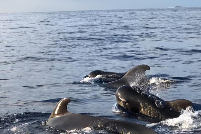 Tour with Whale and Dolphin Watching plus food included - How to plan your timing around the 3-hour schedule