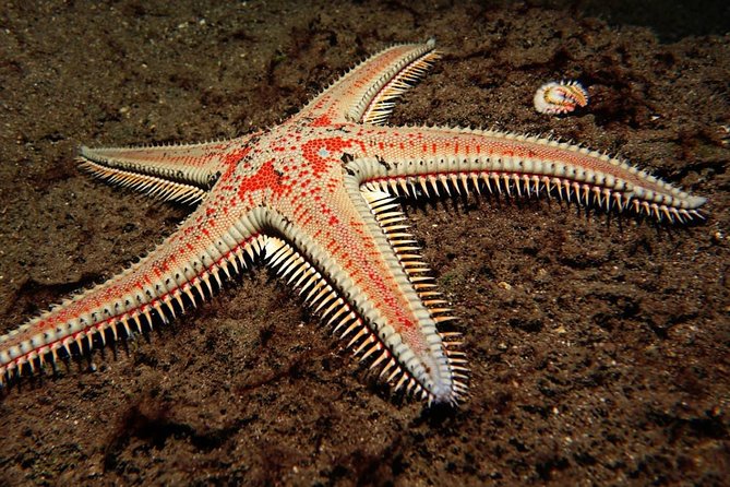 Try Dive - PADI Discover Scuba Diving in Tenerife - The Underwater Part: Guided Skills and That First Breath