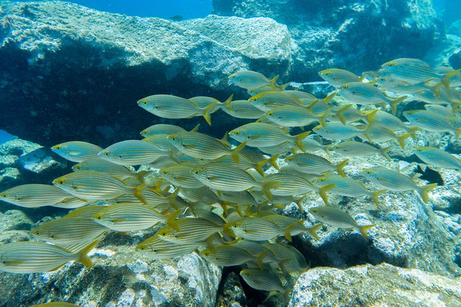 Try Dive - PADI Discover Scuba Diving in Tenerife - Price and Value: Is $156.07 a Good Deal?
