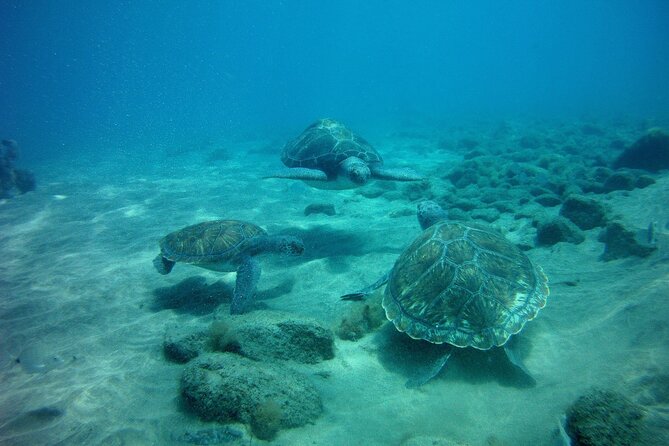 Try Scuba Diving in a turtle area (boat) - Snorkel Safari Time: Your Best Shot at Octopus, Cuttlefish, Rays, and Turtles