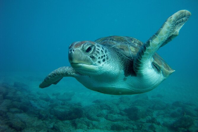 Try Scuba Diving in a turtle area (boat) - Price and Value: Is $84.66 a Good Deal Here?