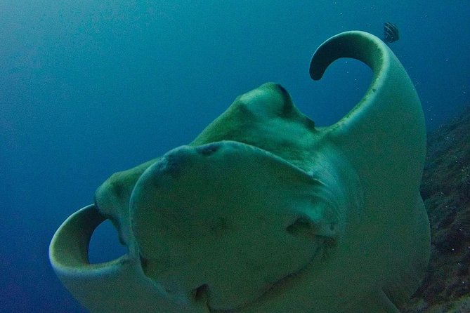 TRY SCUBA DIVING with a Dedicated Instructor - Key Highlights You’ll Actually Care About