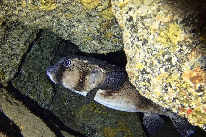TRY SCUBA DIVING with a Dedicated Instructor - Price and Value: What $145.12 Includes (And Why It’s Fair)